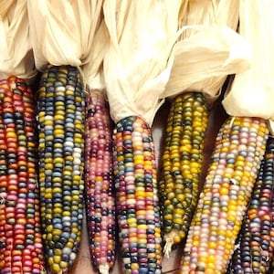 Glass Gem Corn Seeds | Organic