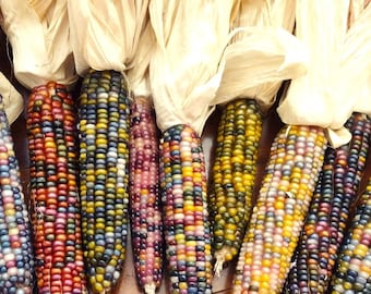Glass Gem Corn Seeds | Organic