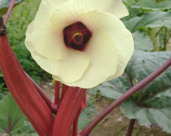 thumbnail image 2 of Mother Nature's Seeds – Okra 'Jing Orange' 50 Seeds – Red/Orange Pods, Non-GMO, Asian Variety 2 of 6