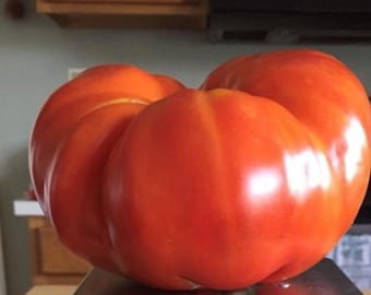 Red Brandywine Tomato Seeds | Heirloom | Organic