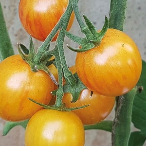 Sunrise Bumble Bee Tomato Seeds | Organic