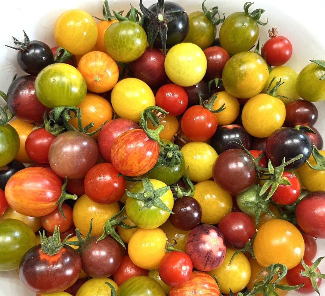 Heirloom Cherry Tomato Seed Mix Heirloom Organic Etsy