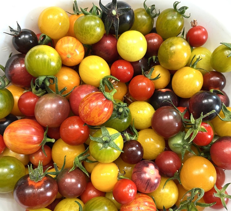 Heirloom Cherry Mix
Unique and Rare Tomato Seeds
Organic tomatoes
All colors, shapes, and sizes.
Vegetables