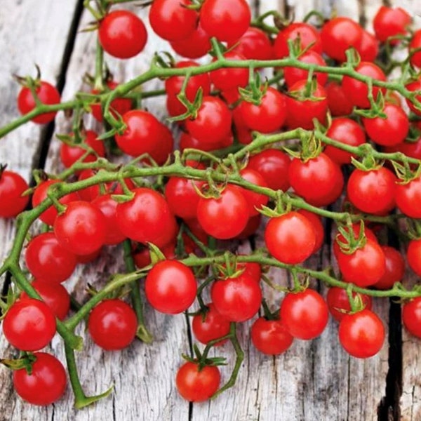 Red Currant Tomato Seeds | Heirloom | Organic