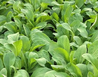 Astro Arugula Samen | Erbstück