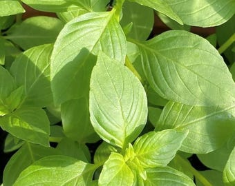 Lime Basil Seeds | Heirloom - Etsy