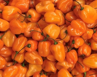 Orange Scotch Bonnet Seeds | Hot