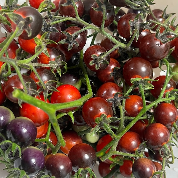 Blue Berries Tomato Seeds | Organic