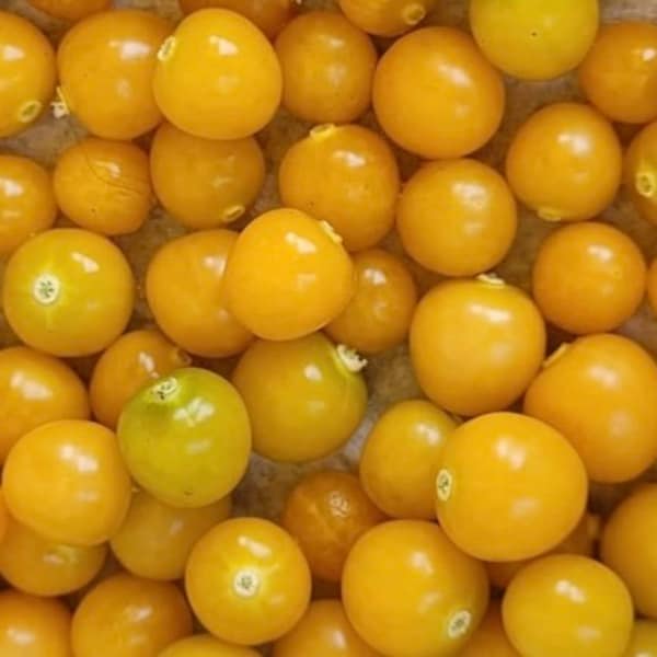 Golden Berry | aka Peruvian Ground Cherry | Cape Gooseberry | Heirloom | Organic