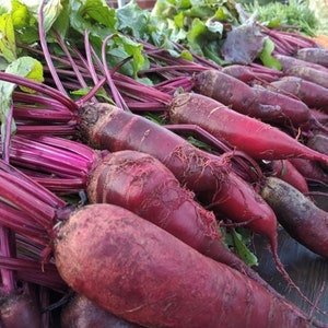 Cylindra Beet Seeds | Heirloom | Organic