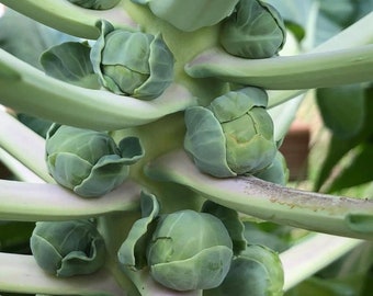 Long Island Improved Brussels Sprouts Seeds | Heirloom | Organic