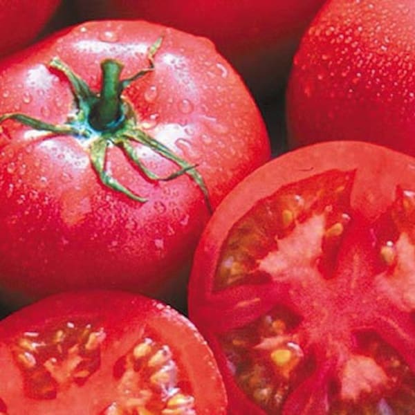 Eva Purple Ball Tomato Seeds | Heirloom | Organic