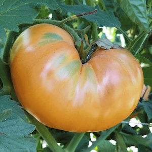 Goldie Tomato Seeds | Heirloom | Organic