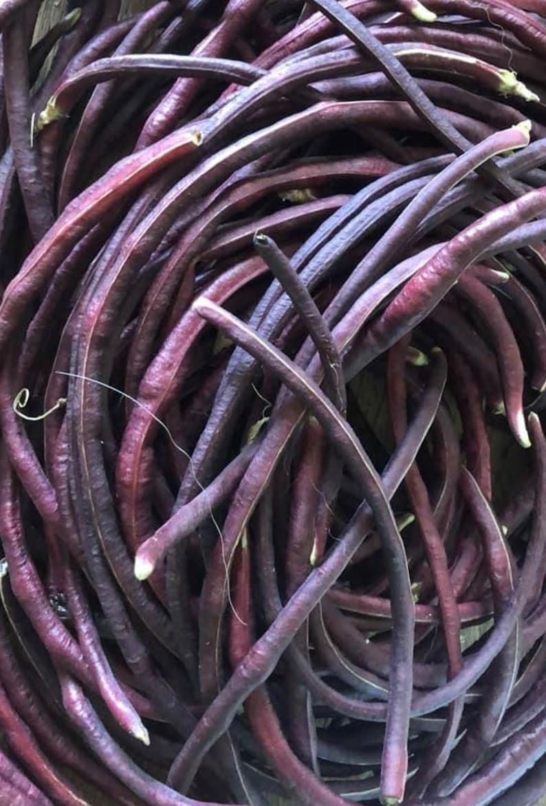 Purple (mart Tsu In) Yard Long Bean Seeds | Heirloom - Etsy