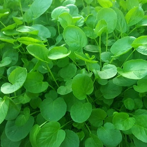 Upland Cress Seeds | Organic