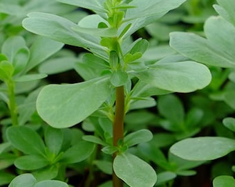 Op de afbeelding: Close-up van een posteleinplant met lichtgroene, ovale bladeren en een roodbruine stengel. De plant is omgeven door andere posteleinplanten, waardoor een weelderige, groene achtergrond ontstaat. De afbeelding benadrukt de textuur en kleur van de plant.
