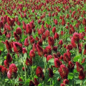 Op de afbeelding: Een veld vol rode klaverbloemen in volle bloei. De bloemen staan dicht bij elkaar en creëren een levendig rood tapijt.