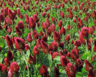 May include: A field of red clover blossoms in full bloom. The flowers are densely packed together, creating a vibrant red carpet.