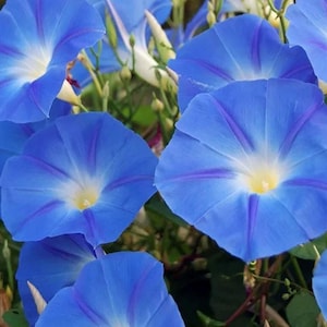 May include: Close-up of blue morning glory flowers with white centers. The flowers have a delicate, ruffled appearance and are in full bloom.