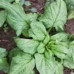 Winter Giant Spinach Seeds | Heirloom