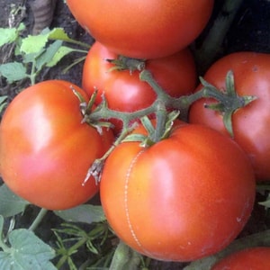 Dwarf Alpetieva Tomato Seeds | Organic