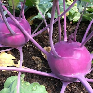 Purple Vienna Kohlrabi Seeds | Heirloom | Organic