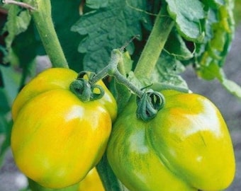 Green Stuffer Tomato Seeds | Heirloom | Organic
