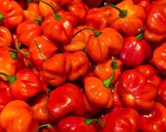 Red Scotch Bonnet Pepper Seeds | Hot