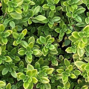 Common Thyme Seeds | Heirloom | Herb