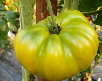 Dwarf Emerald Giant Tomato Seeds | Organic