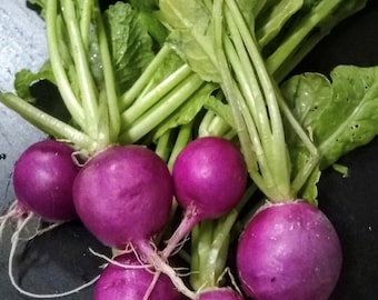Semillas de rábano ciruela morada / Orgánicas