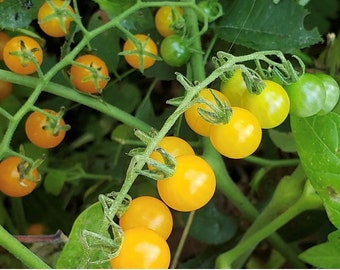 Yellow Currant Tomato Seeds | Heirloom | Organic