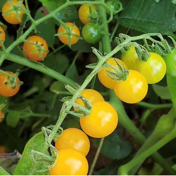 Yellow Currant Tomato Seeds | Heirloom | Organic