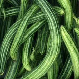 Armenian Striped Cucumber Seeds | Heirloom | Organic