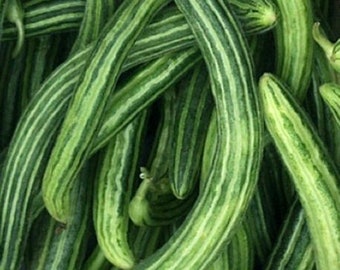 Armenian Striped Cucumber Seeds | Heirloom | Organic
