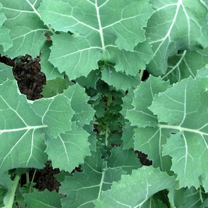 Premier Kale Seeds | Organic