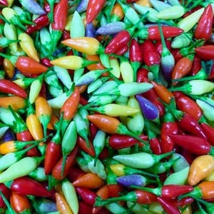 Numex Twlight Pepper Seeds | Hot