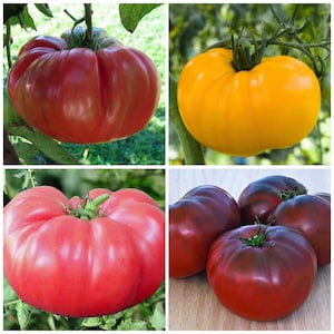 May include: Four heirloom tomatoes of different colors and sizes. A red tomato, a yellow tomato, a pink tomato, and a dark purple tomato.