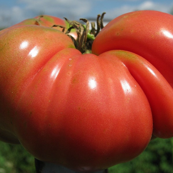 Mortgage Lifter Tomato Seeds | Heirloom | Organic