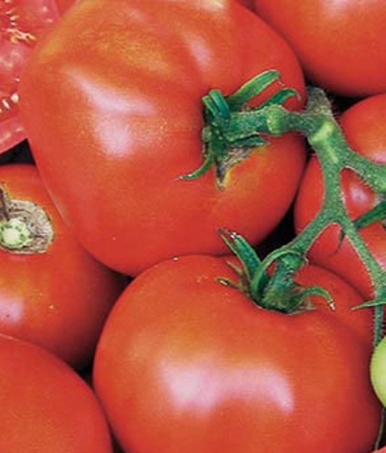 Earliana Tomato Seeds Heirloom Organic image 1