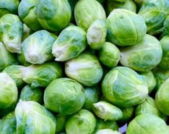 Catskill Brussels Sprout Seeds | Heirloom | Organic