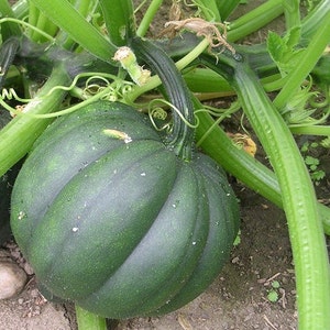Table Queen Acorn Winter Squash Seeds | Heirloom | Organic