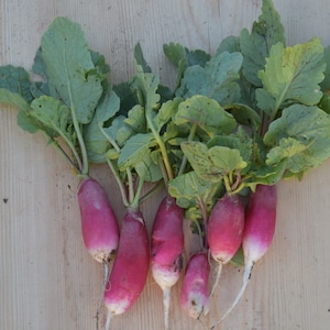 Franse ontbijtradijszaadjes | Erfstuk | Biologisch