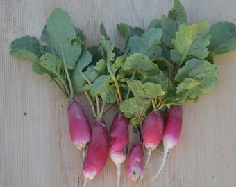 French Breakfast Radish Seeds | Heirloom | Organic