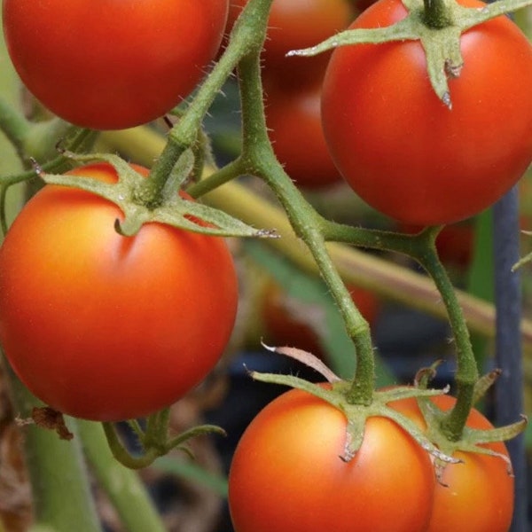 42 Day Tomato Seeds | Heirloom | Organic