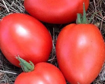 Semillas de tomate enano para salsa furtiva