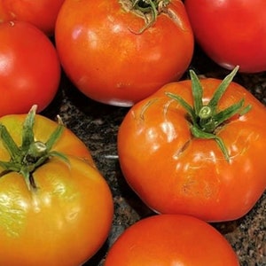 Creole Tomato Seeds | Heirloom | Organic
