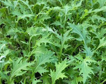 Semillas de Mizuna / Heirloom / Orgánicas