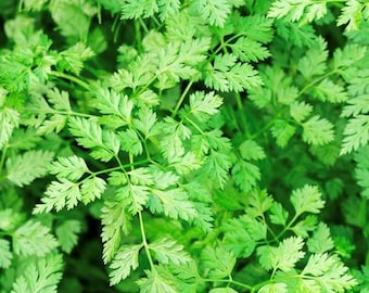 Winter Chervil Seeds | Heirloom | Herb