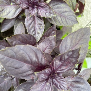 Dark Purple Opal Basil Seeds | Heirloom | Organic | Herb